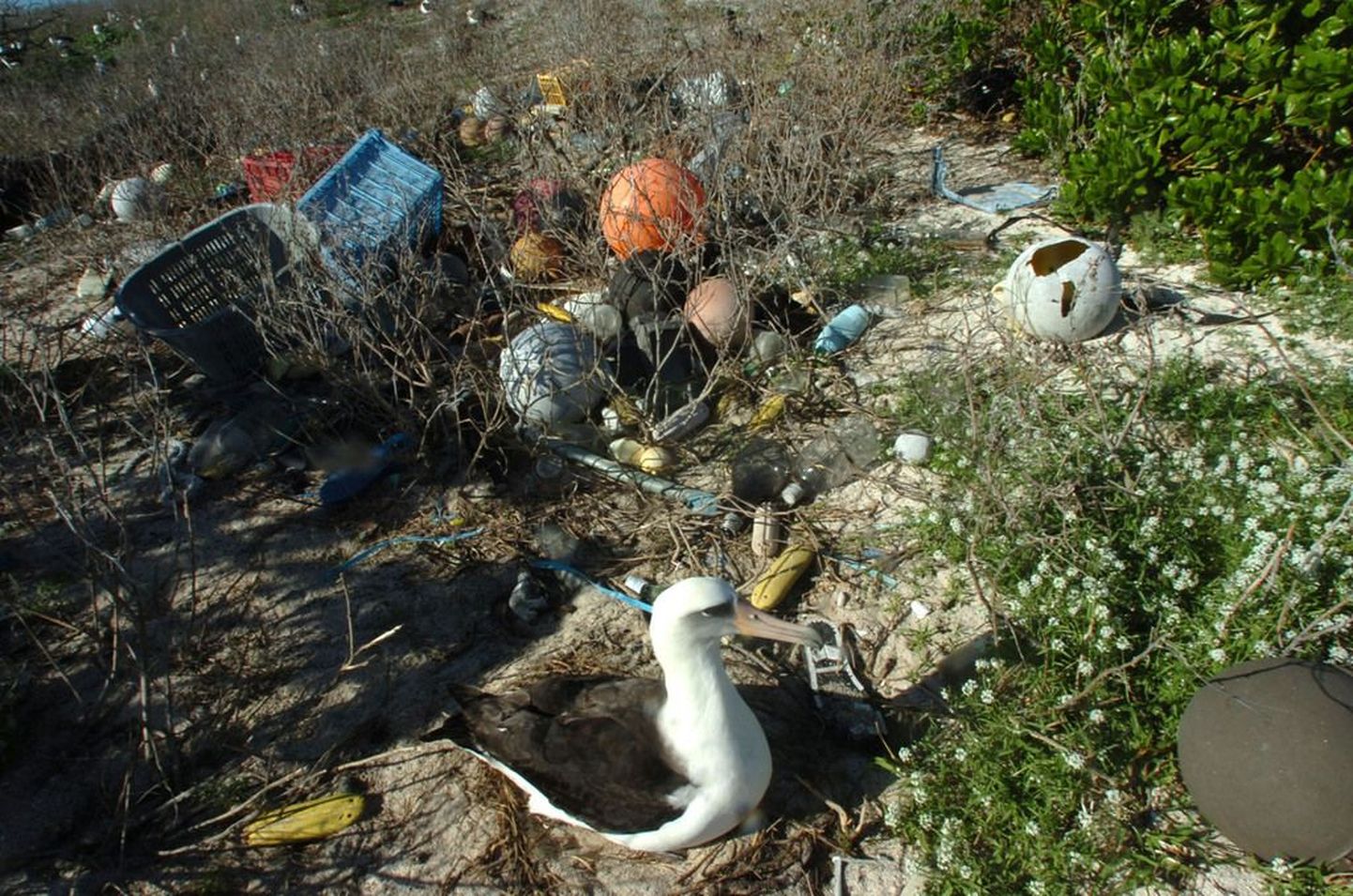 Midway saarel, kuhu ulatub välja idapoolne prügisaar,  sureb igal aastal 200 000 albatrossi poega, kuna vanemad toidavad neid plastmassitükkidega.