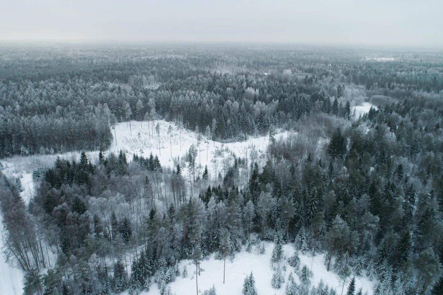 Vihiküla metsad.