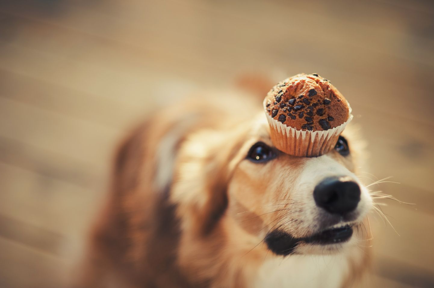 Собака с кексом. Иллюстративное фото