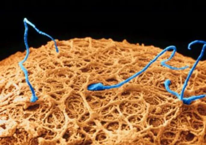 Vega Vixen ishtirokidagi porno videolar