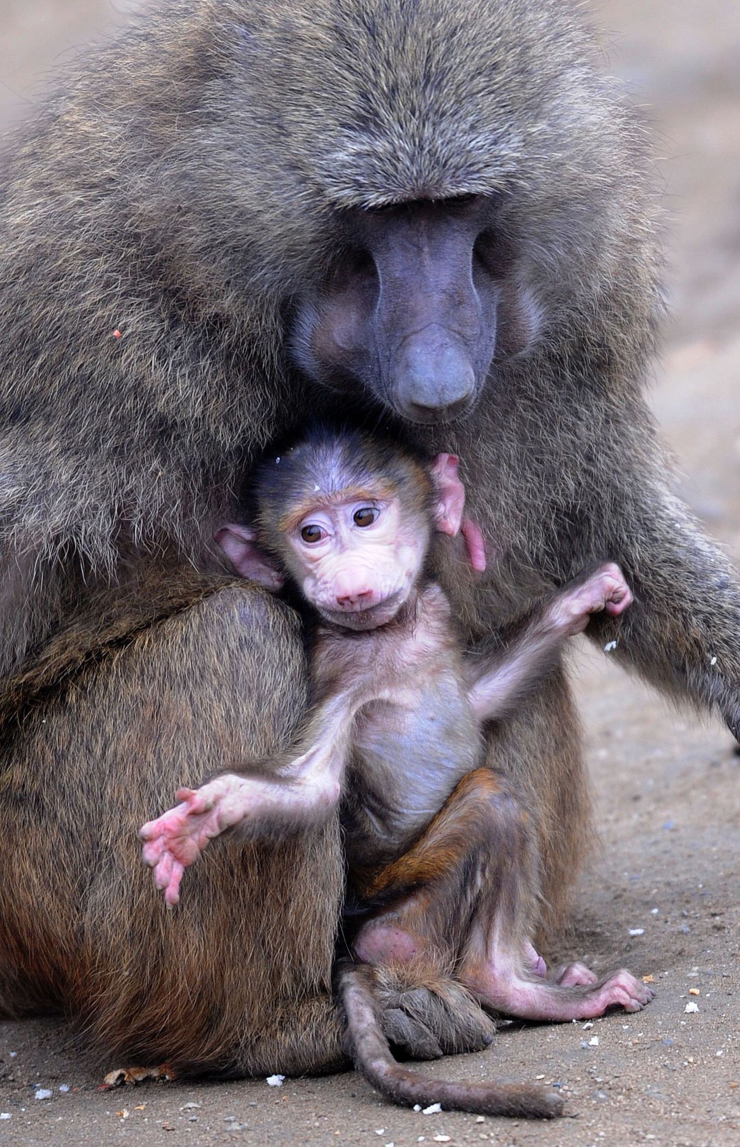 Мама-бабуин с детенышем