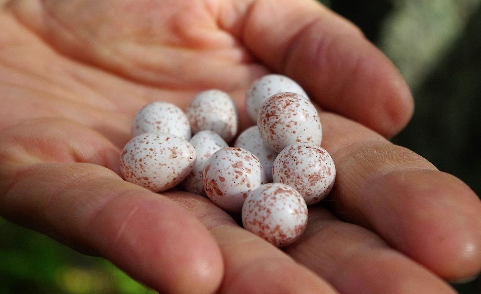 Linnuökoloog Marko Mägi peos olevad männikus pesitseva rasvatihase munad on üsna tugevalt pigmenteerunud. Kas see võib olla märk kaltsiumipuudusest?