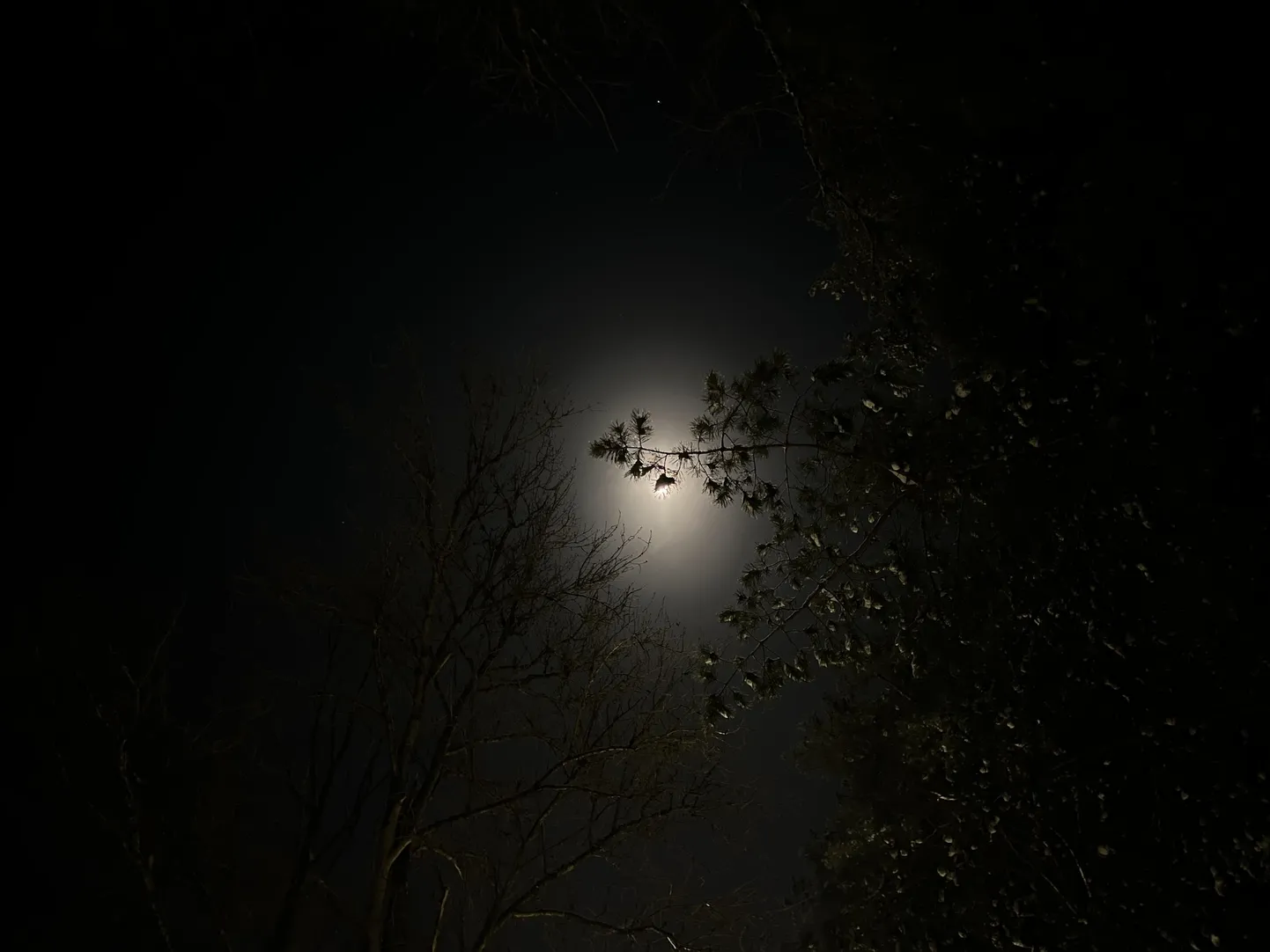 Лунная ночь в лесу.