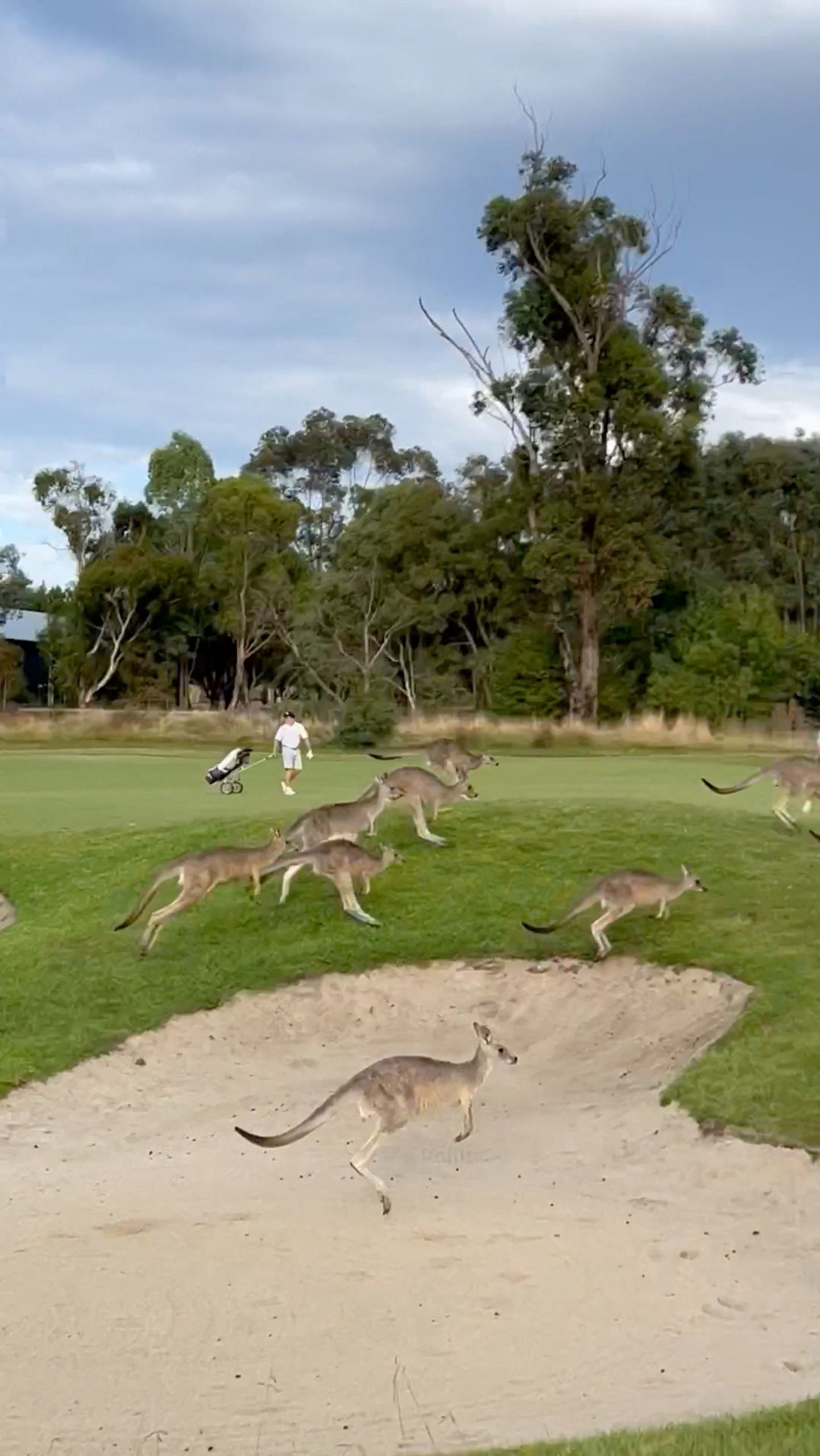 Kängurud möllamas kolmapäeval Austraalias Melbourne’i lähistel golfiväljakul.