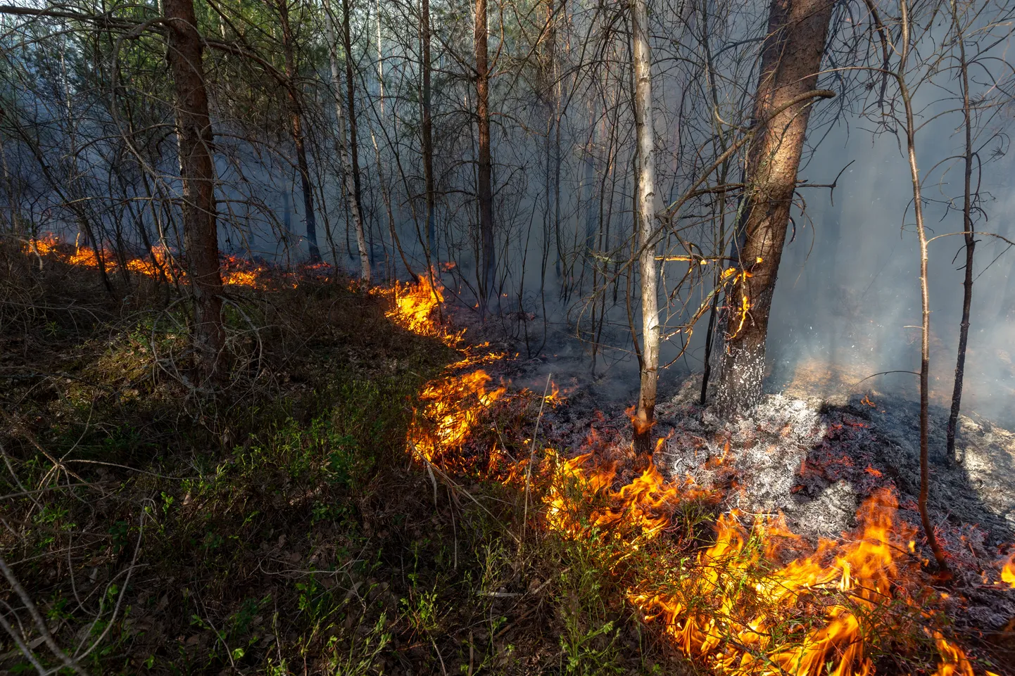 Landscape fire.