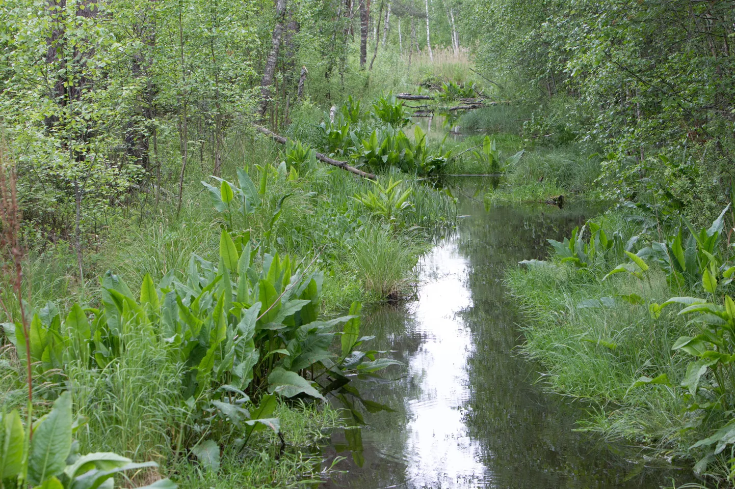Pääsküla raba.