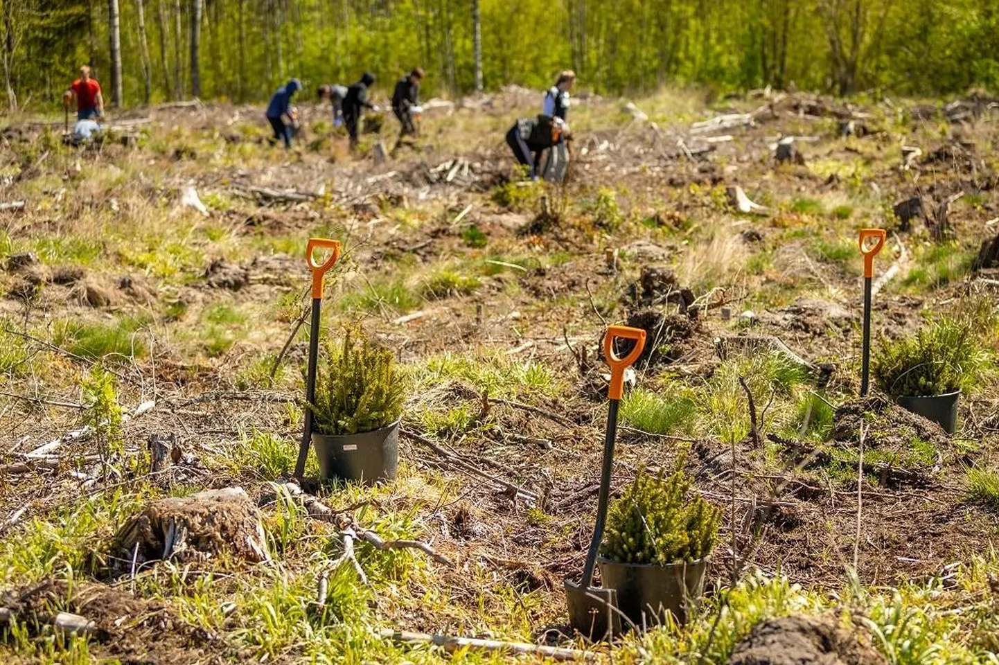 Metsaistutustööde hooaeg on alanud.