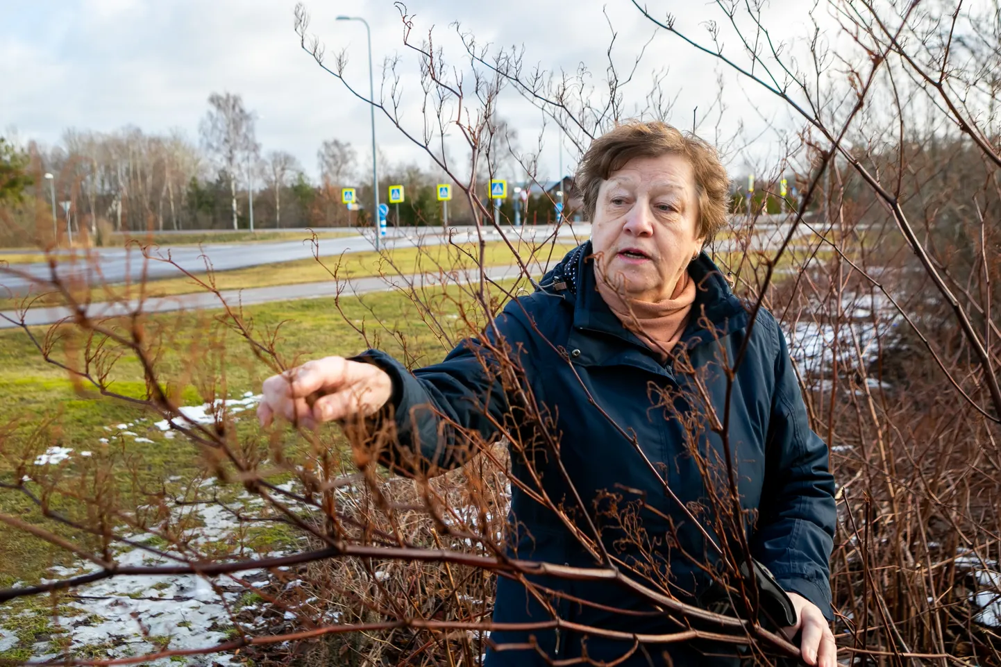 NUHTLUSEST VABAKS: Korteriühistu Ida 66 juhatuse liige Ljudmilla Paju loodab, et keskkonnaameti projekt teeb lõpu pargitatra levikule kortermaja naabruses. Kreemikasvalgete õitega vooljas pargitatar kuulub maailmas saja kõige agressiivsema taimeliigi hulka.