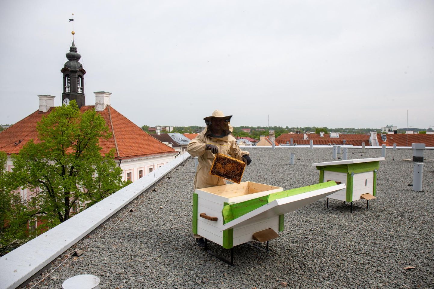 Tartu raekoja vahetus naabruses asuva Lydia hotelli katusel on kevadest saadik kaks mesitaru, mille asukate eest hoolitseb mesinik ja Estiko grupi kommunikatsioonijuht Jaan Olmaru.