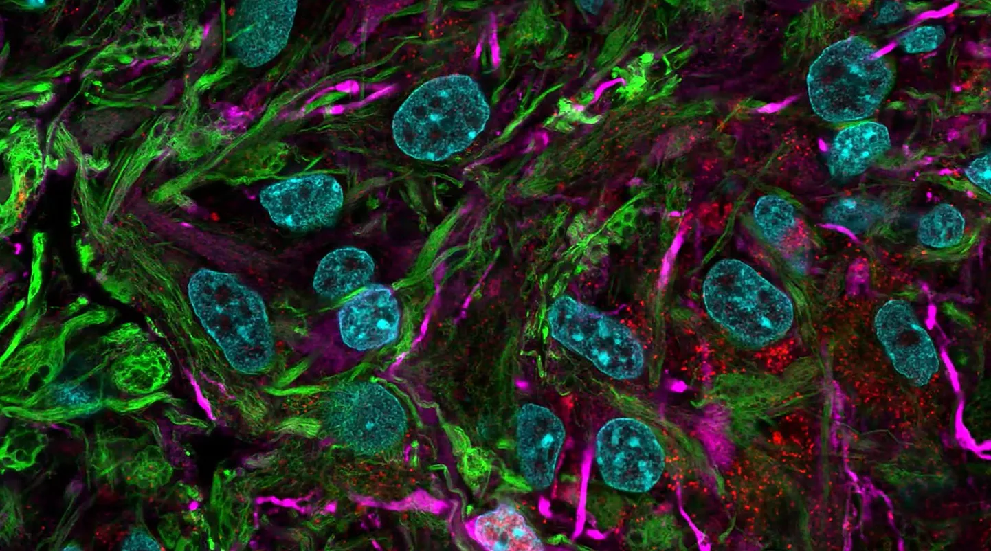 Selline võib varsti välja näha arvutit jooksutava protsessori sisemus - bioloogiline, inimese närvirakkudest koosnev.
