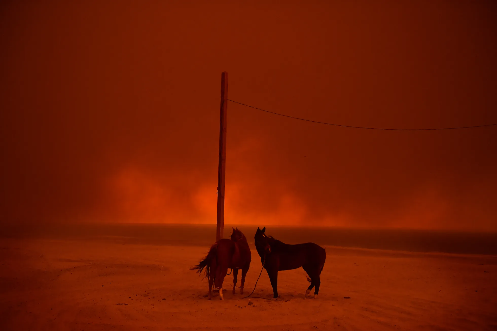 Evakueeritud hobused on seotud posti külge Zuma rannas Malibus. Taamal lõõmavad California maastikupõlengud.