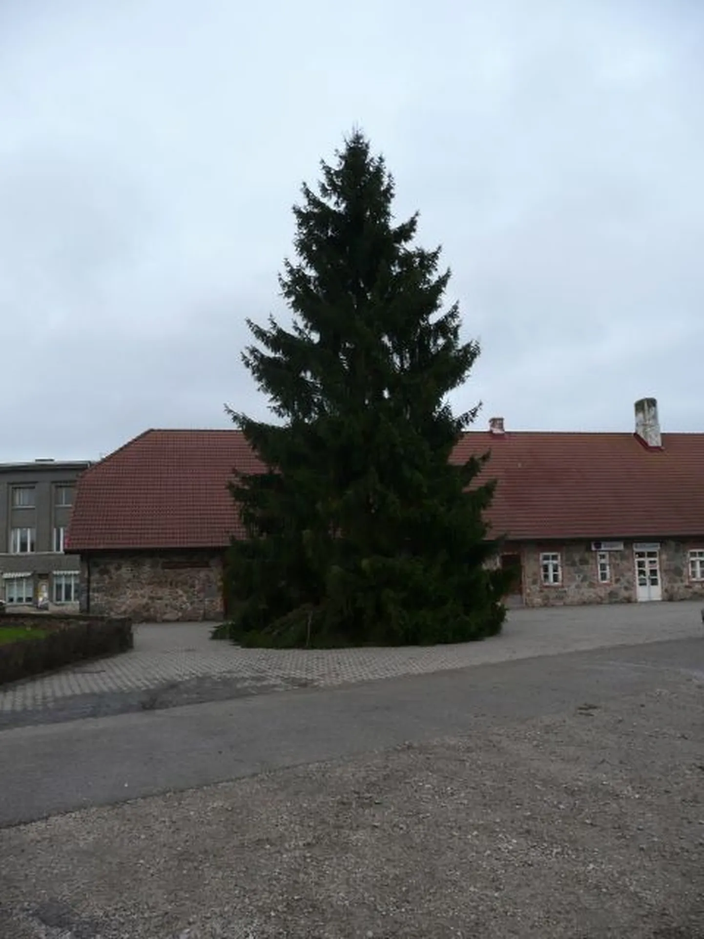 Tõrva linna 2009. aasta jõulukuusk.