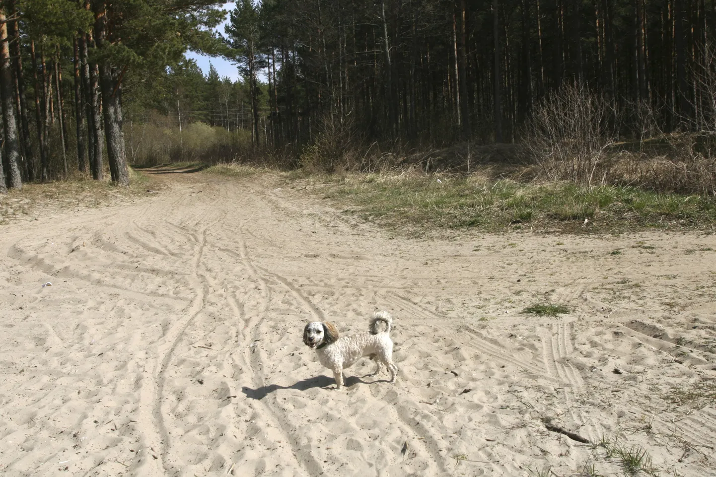 Ka lemmikloomadega juhtub õnnetusi.