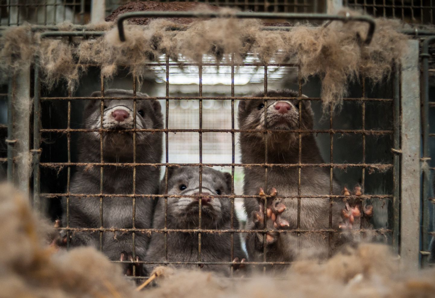 Karusloomafarmid on tänaseks keelustatud 14 Euroopa riigis