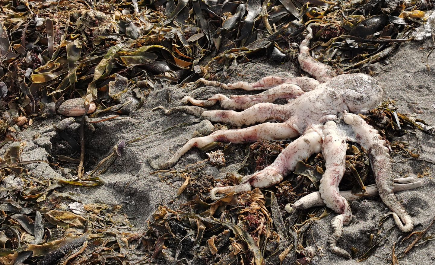 В камчатской Авачинской бухте на глубине 10-15 метров мертвы 95 процентов живых организмов.