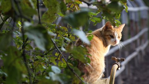 VIDEO ⟩ No nakts pastaigas atgriezās, velkot pakaļkājas. Saldū sašauta kaķene