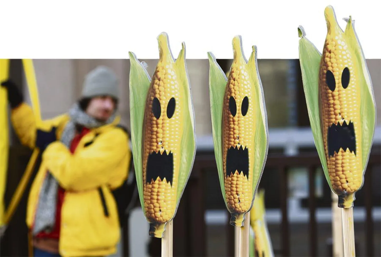 Pilt Brüsselis Euroopa Liidu peakorteri ees korraldatud GMO-maisi vastaselt Greenpeace’i aktivistide meeleavalduselt