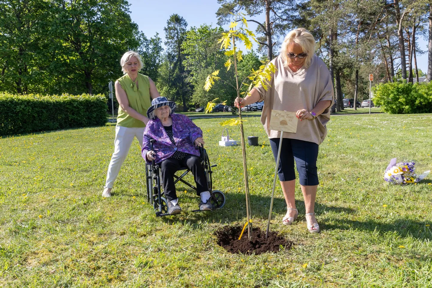Мэр Раквере Трийн Варек сажает красный дуб в саду дома престарелых Имасту в честь Ольги Теус. Сигрит Кулланг, управляющая домом по уходу, стоит позади именинницы, сидящей в инвалидной коляске.