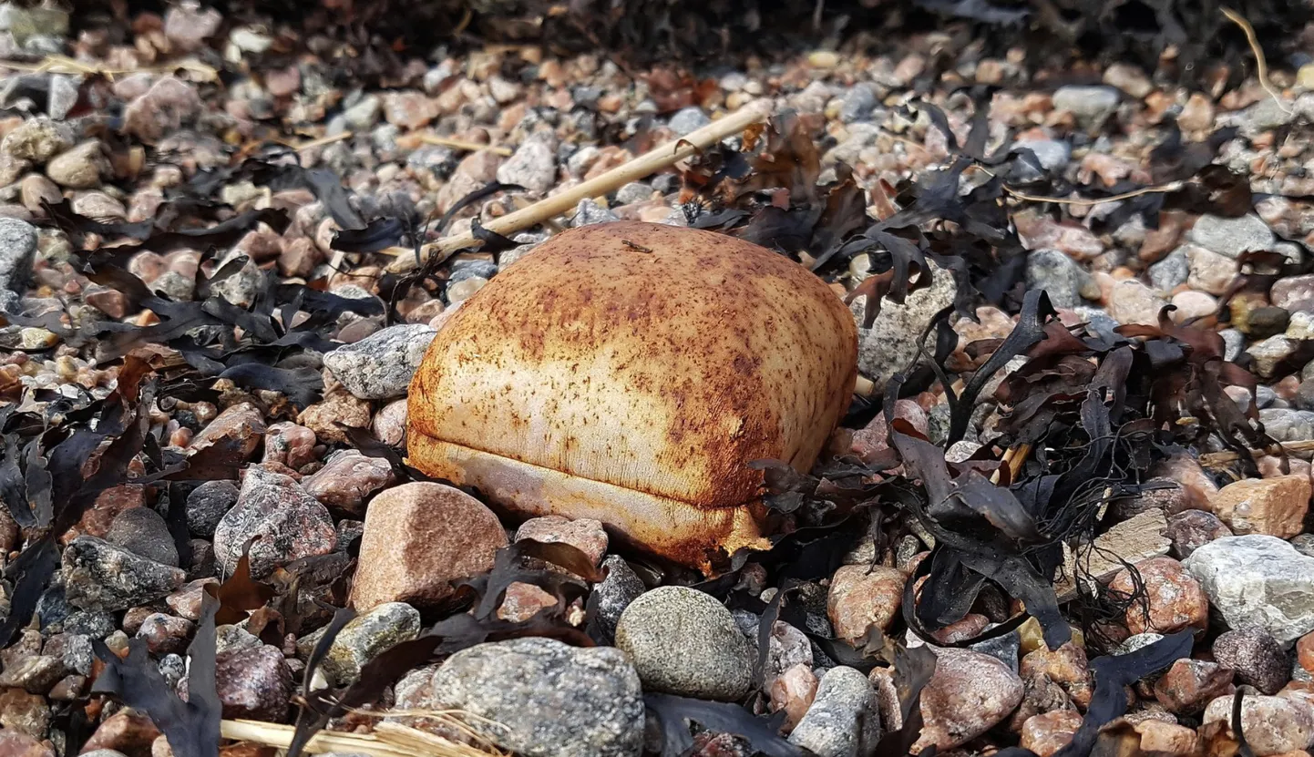 Artikli foto