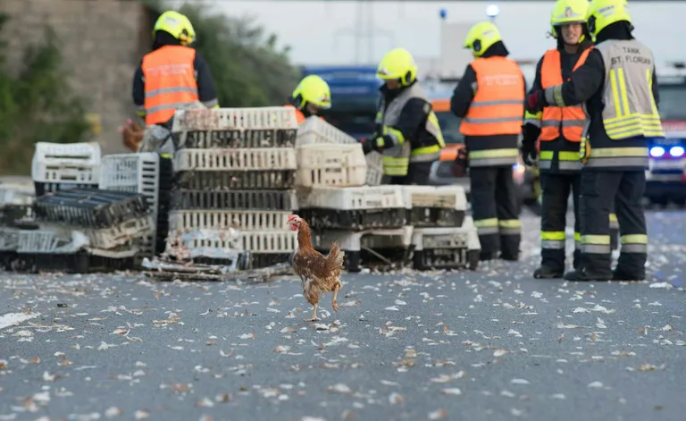 Austrias Linzi lähedal kukkusid kanad veoautost teele
