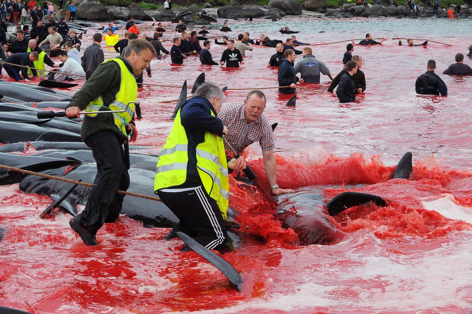 Igal aastal tapetakse Fääri saarte rannikul tuhandeid vaalasid.