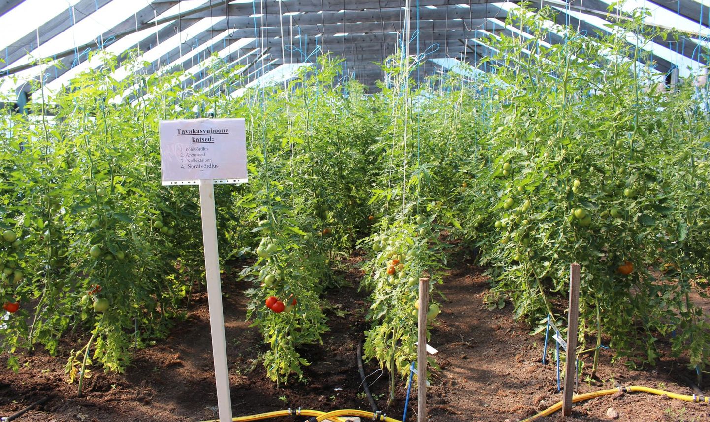 Selles Jõgeva sordiaretuse kasvuhoones käibki töö uute tomatisortide aretamise nimel.