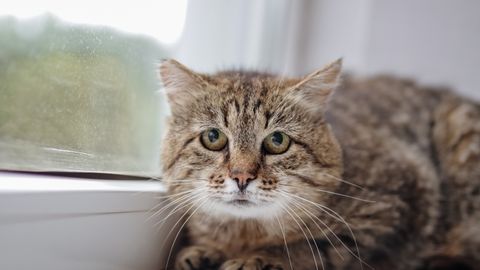 Ligi 12 aastast kassi tabas ootamatu uudis, mis teeb südame väga soojaks