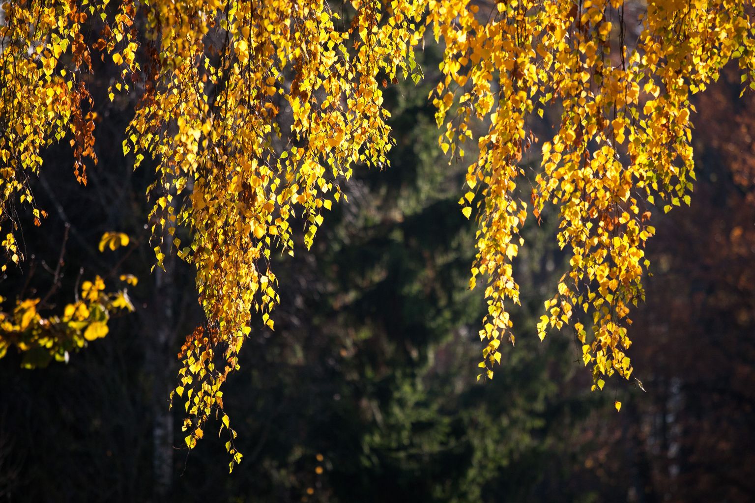 Деревья осенью. Снимок иллюстративный.