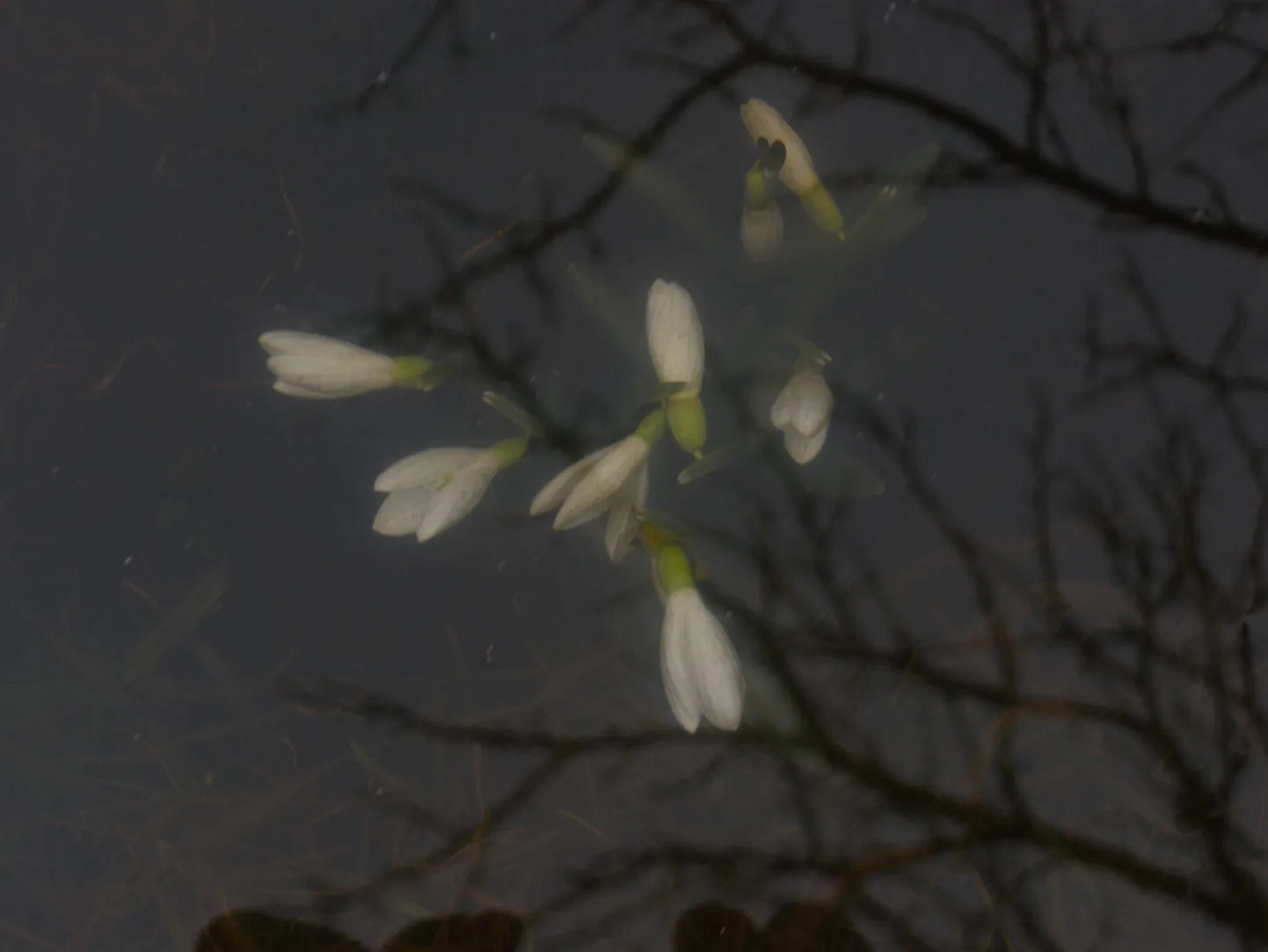 Elvas õitsevad lumikellukesed vee all.