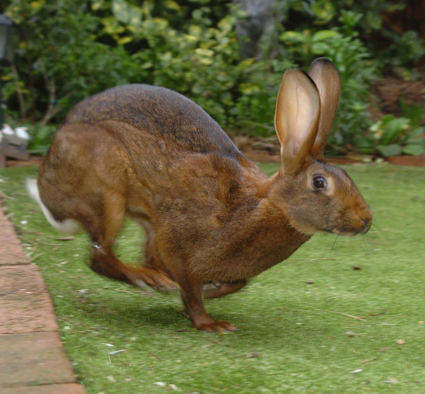 Кролик. Иллюстративное фото