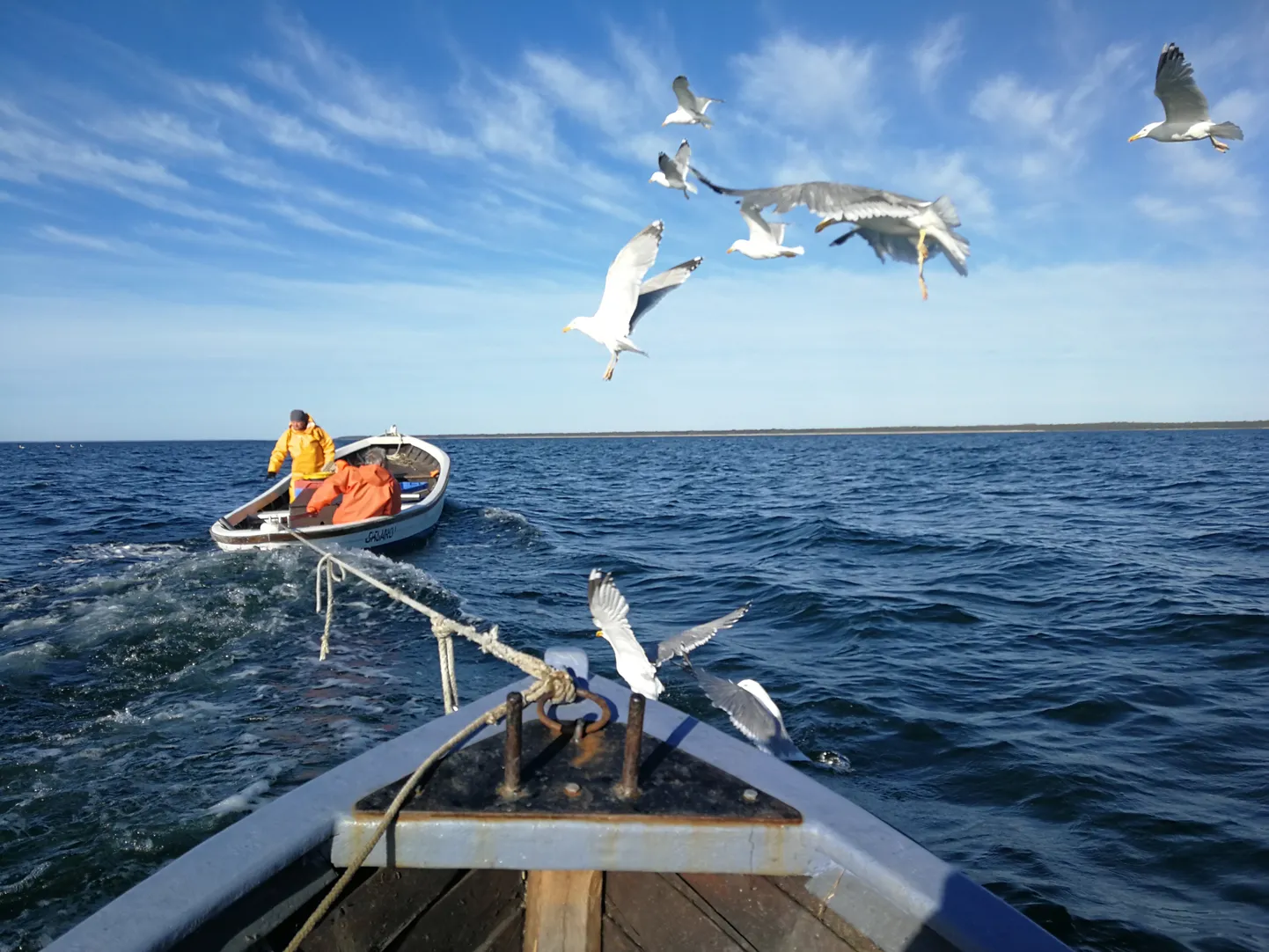Hiiumaa, meri ja merepoolis käivad kokku. Maitsta saab uut iidlase maiust – kalapelmeene ja Hõbekala jogurti-küüslauguräimesid. Päeva peale saab ahjust sooja suitsutatud tuulehaugi ka. Aga ka kalašokolaadi.