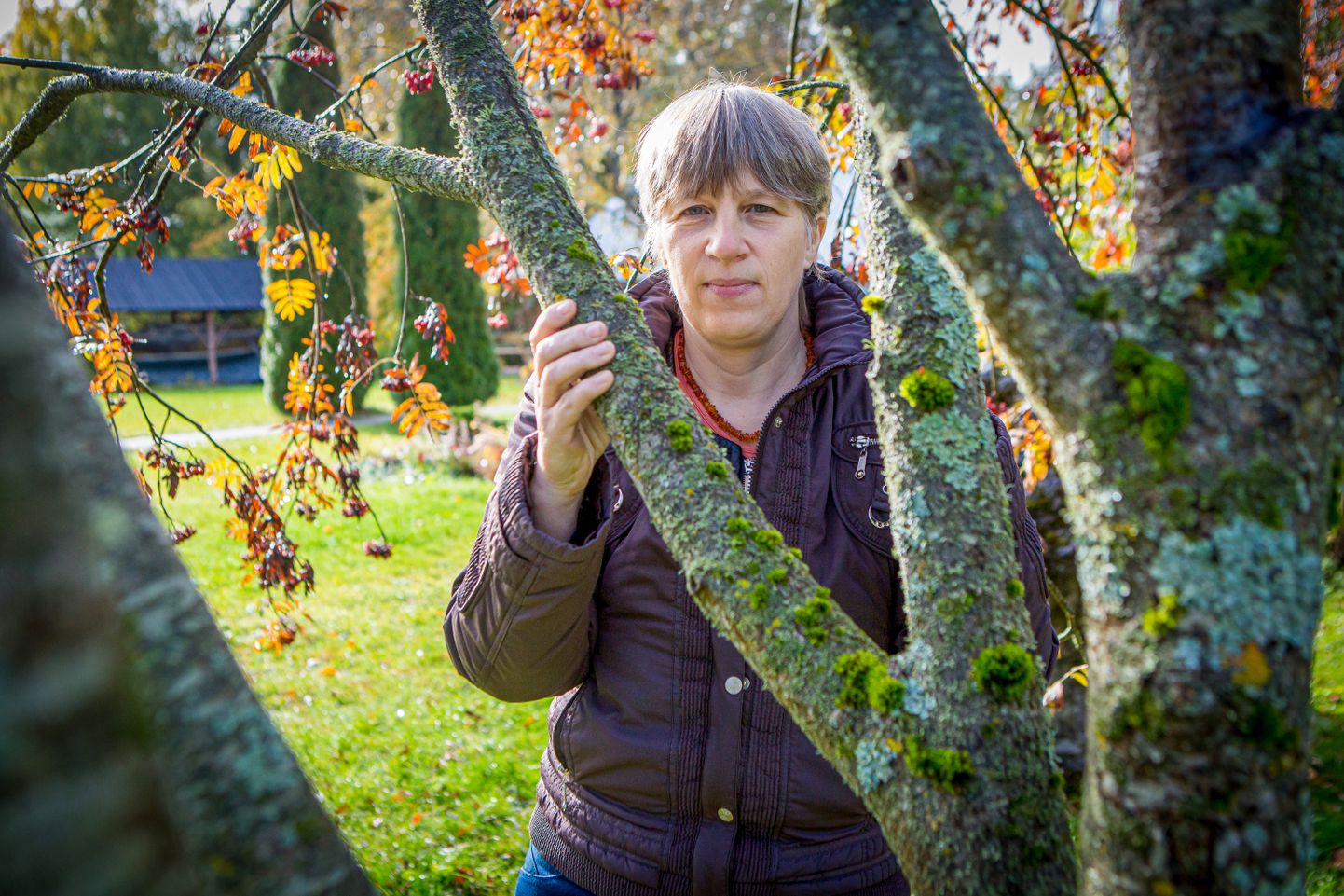 NÕIAVÄEGA PUU: Merle Mägi koduhoovil kasvab mitmeid pihlakaid, üks neist eriti lopsakas. Eesti rahvaususki on pihlakas olnud kõige võimsama nõiaväega puu.