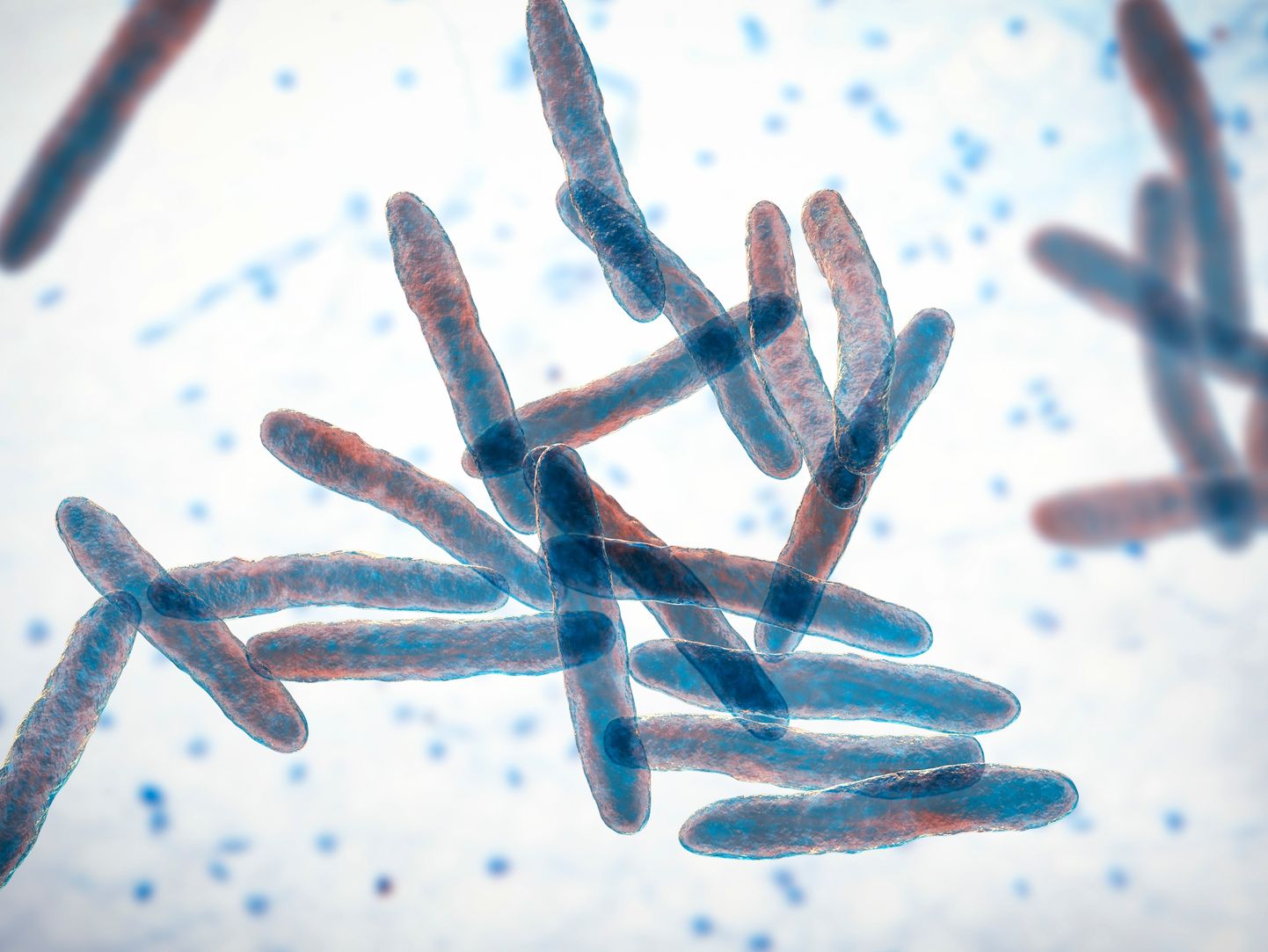 Buruli haavandit põhjustab bakter Mycobacterium ulcerans.