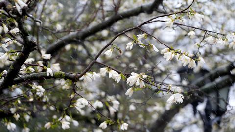 LU Botāniskajā dārzā uzziedējušas magnolijas