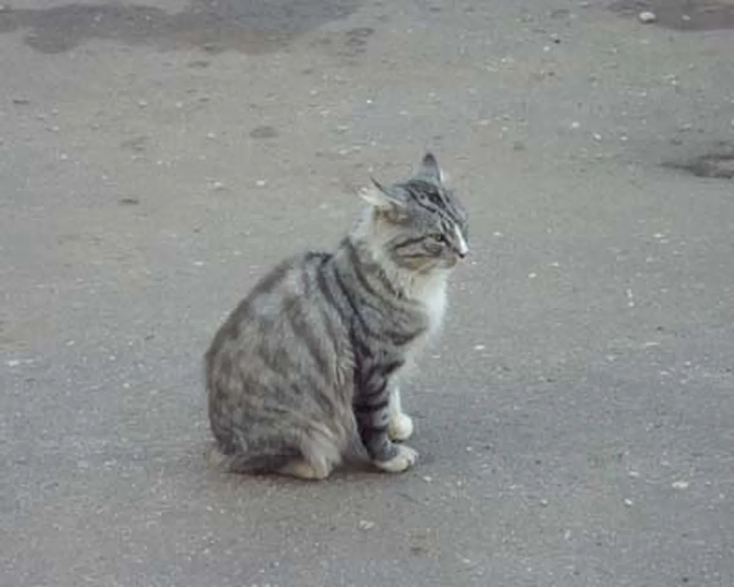 Raksta foto