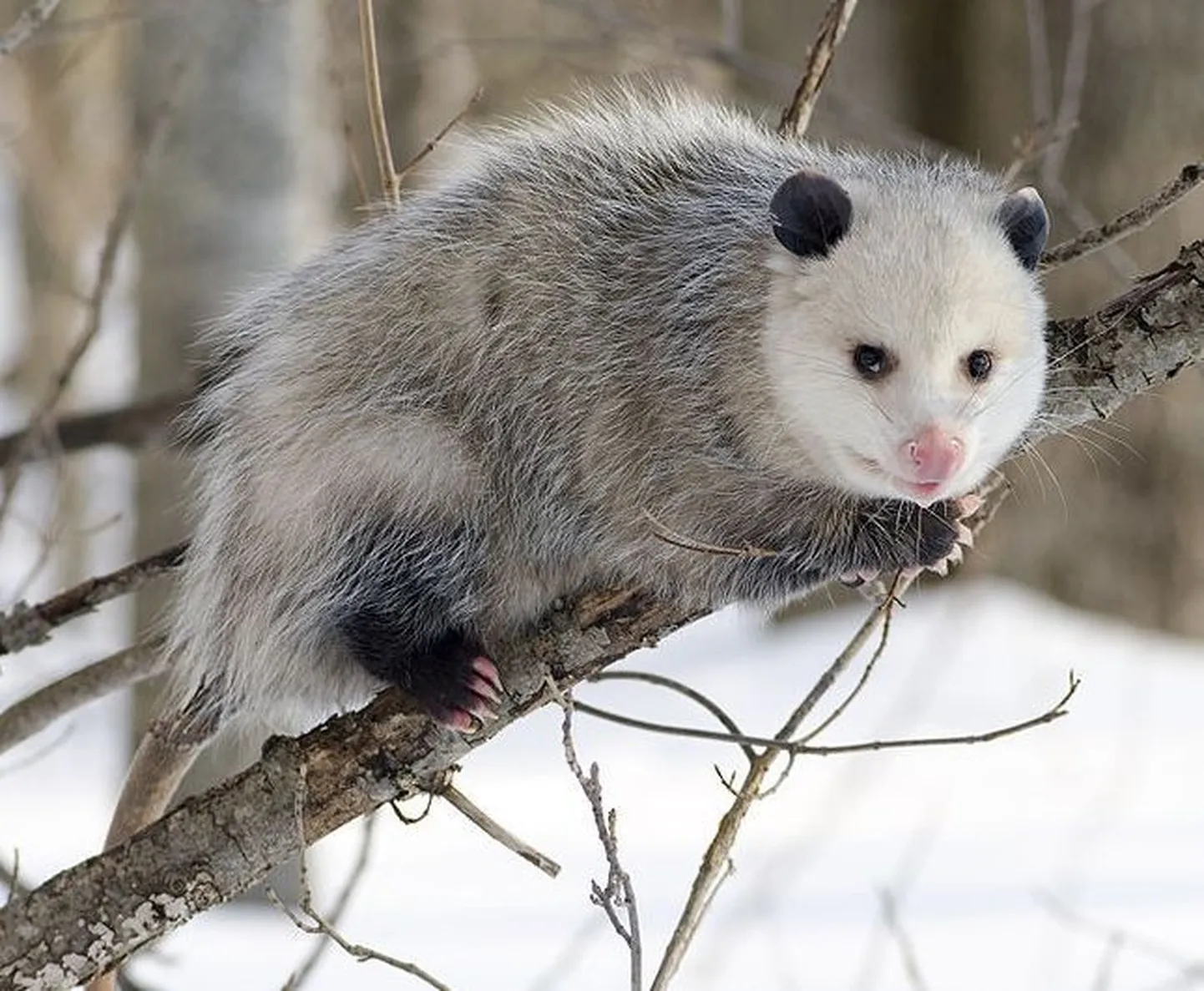 Opossum