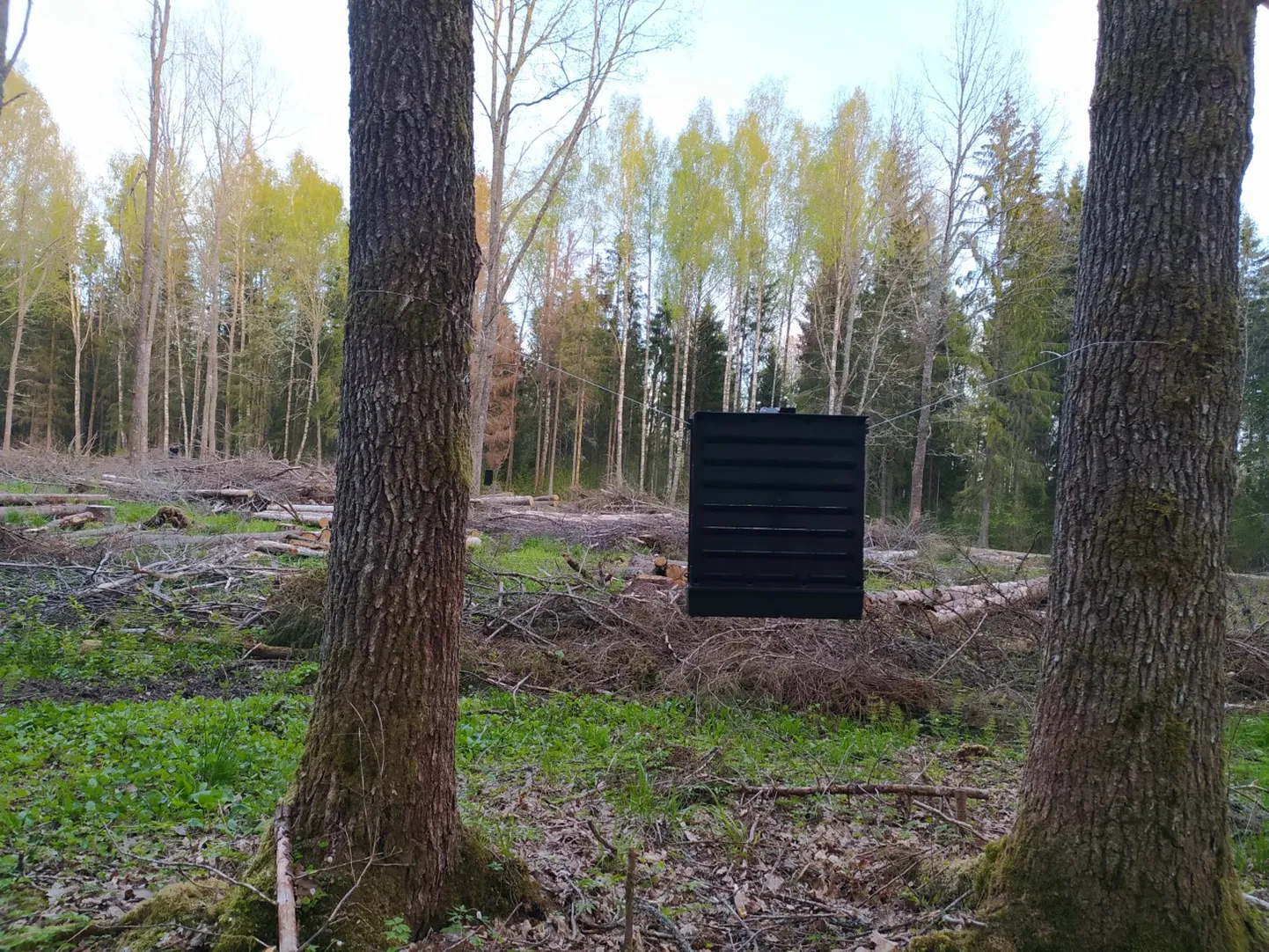 Üraskitõrje õppepäeval pandi kogukonna algatusel ja kulul üles 20 feromoonpüünist.