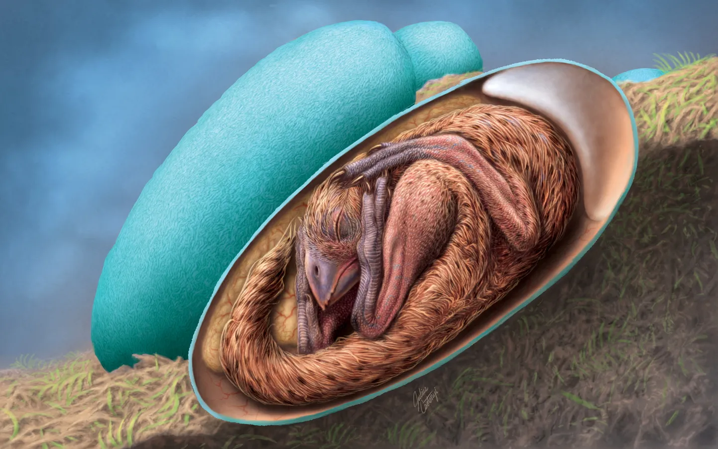 Joonistus Hiinast avastatud dinosauruse embrüost.