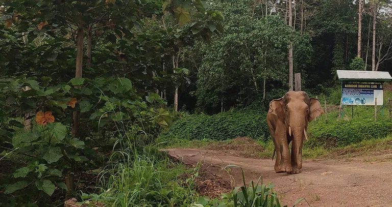 Väike elevant, mis on meetri jagu väiksem kui tema suuremad Aasia sugulased, elab ainult Borneo saarel.