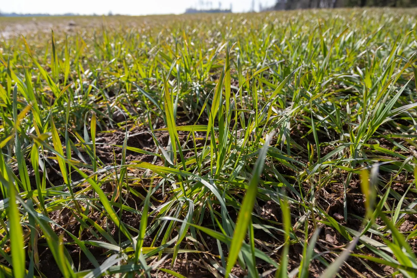Praegu näib taliviljaoras ilus, aga lõplik tõde selle seisust selgub maiks.
