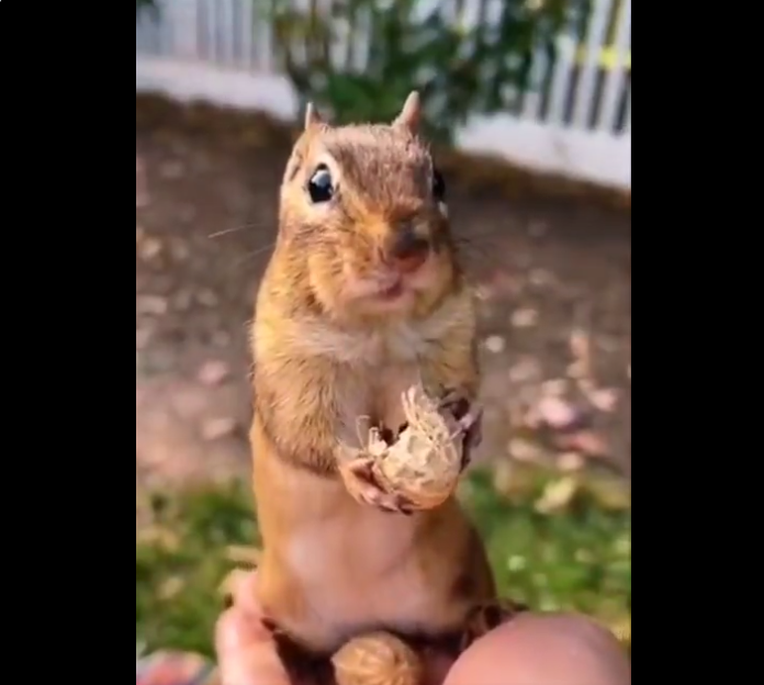 Üllatunud orav