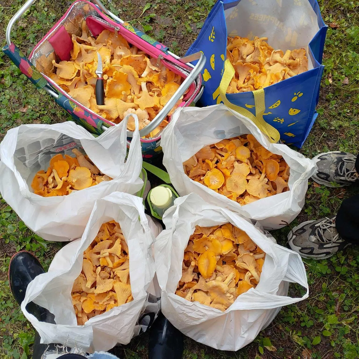 Suur saak: 26 kilo kukeseeni. Oleks saanud rohkem, aga kotid olid otsas.