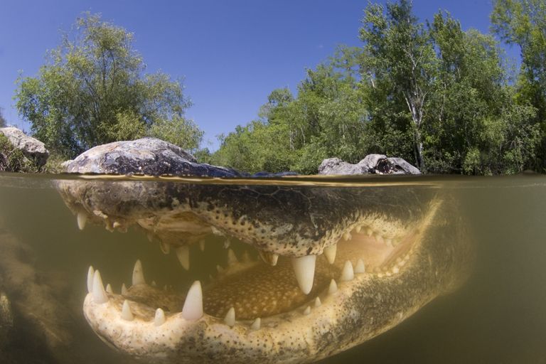 USA Florida Big Cypress National Preserve looduskaitseala ja seal elav alligaator