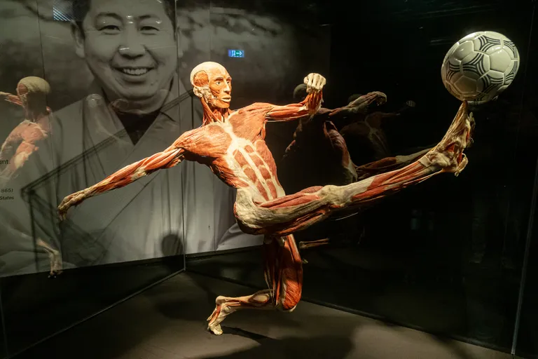 Открытие выставки Body Worlds, T1 Mall of Tallinn, 06.02.2020