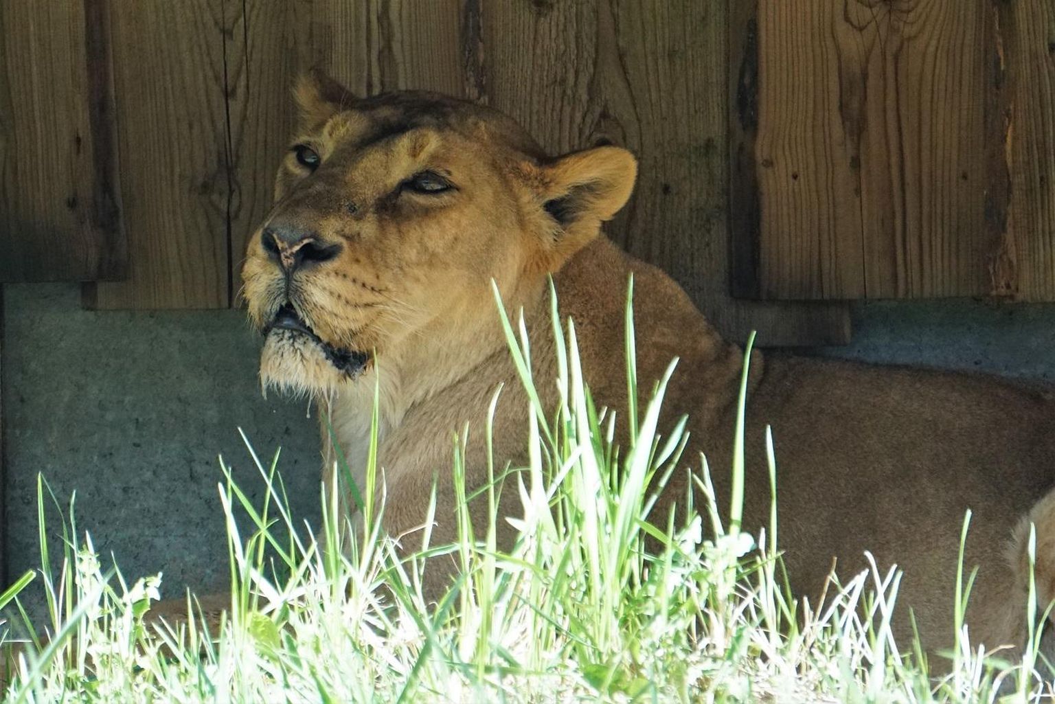 Aasia lõvi Tori lavatsi all varjus. FOTO: Inari Leiman