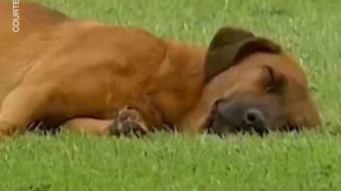 Видео ⟩ В Парагвае задержали начало матча из-за спящей на поле собаки