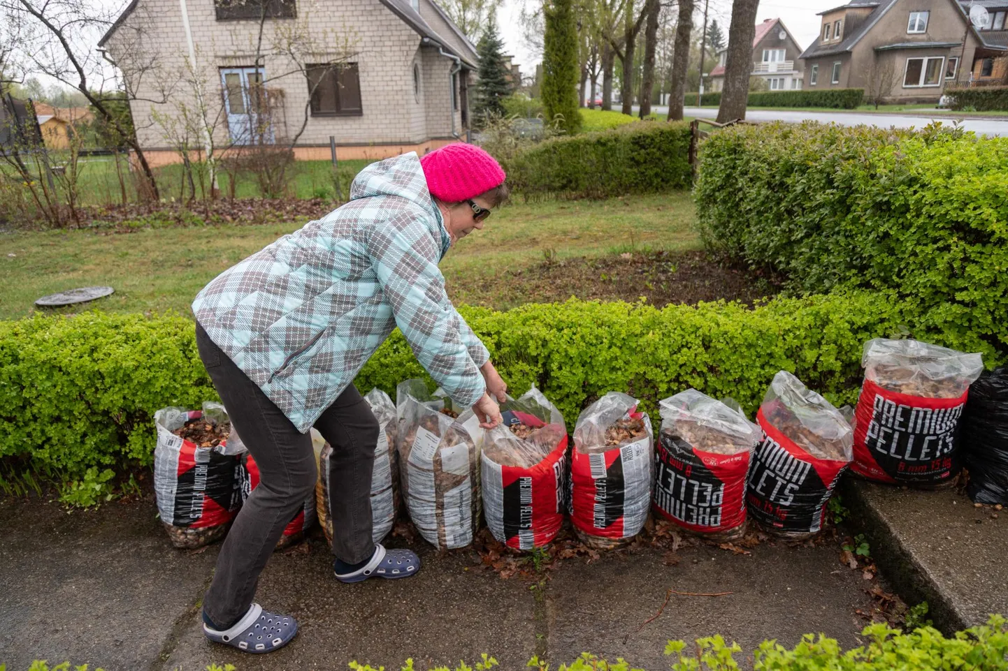 Lina tänava elanik Kaie Eiche näitab kotte tammetõrude ja -lehtedega, mille ta on kevadel oma aiast kokku korjanud.