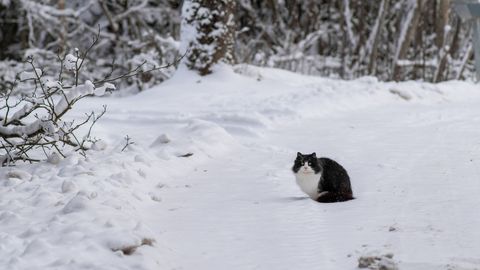 Sinoptiķi brīdina par ilgstošu sniegu vakarā un naktī valsts dienvidaustrumos