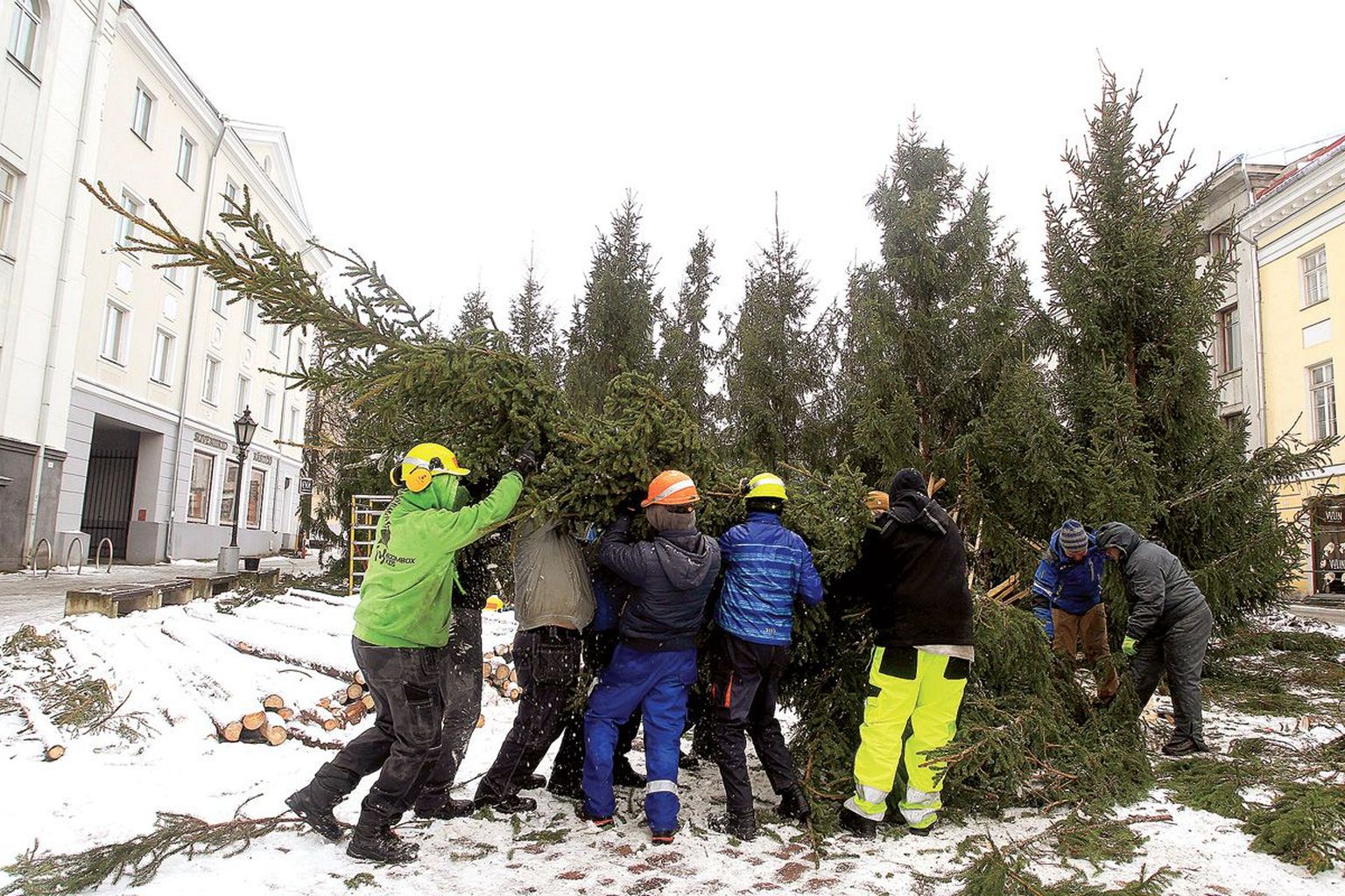 Kuusk kuuse haaval panid Tartu kutsehariduskeskuse õpilased eile paika 72 puud, mis moodustavad jõululinna südameks oleva kiigemetsa.