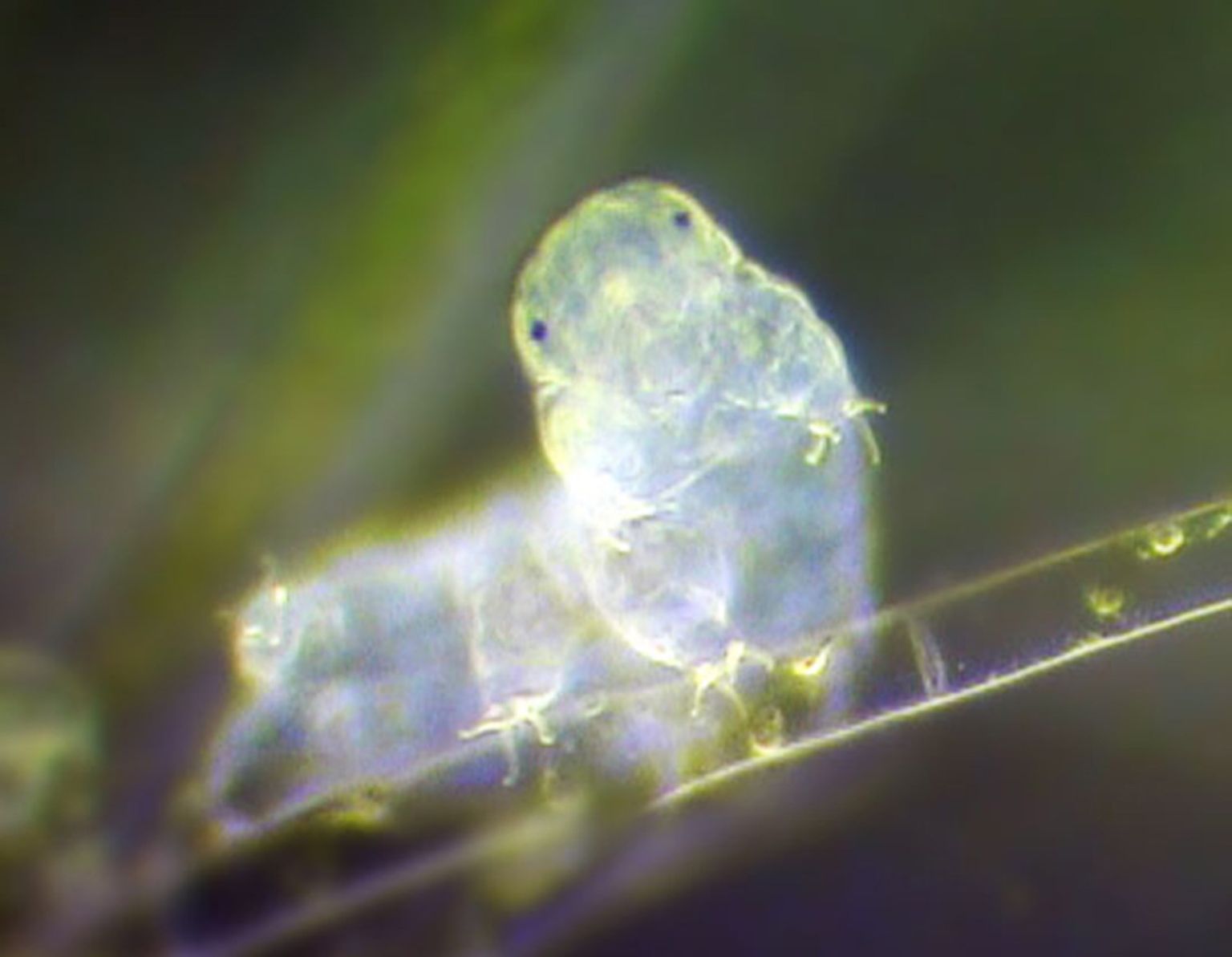 Elektronmikroskoobi pilt tardigraadist ehk loimurist